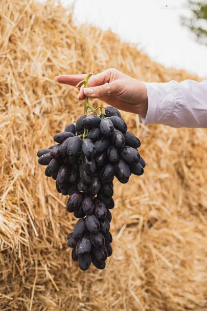 Виноград Торнадо столовый